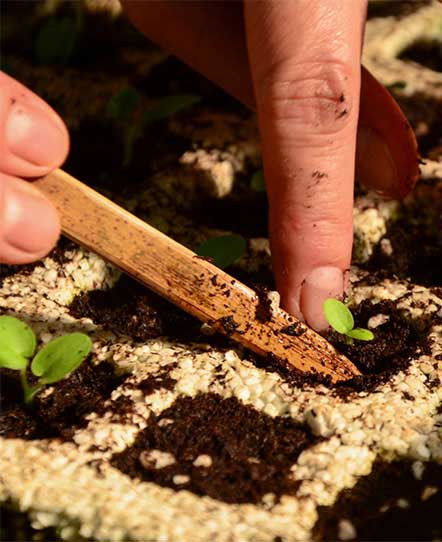 Asesoramiento en legislación agrícola y en seguridad alimentaria