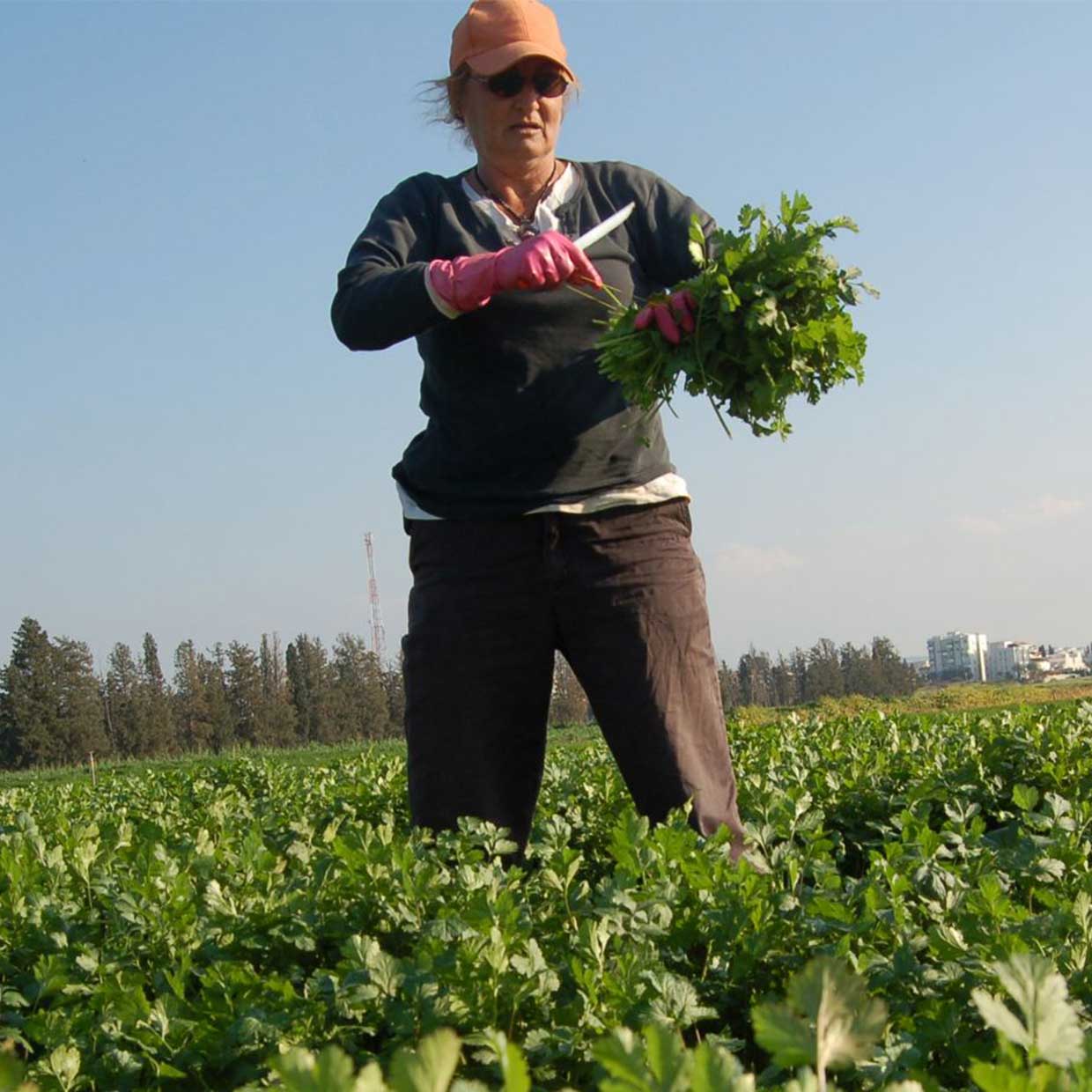 Prevención de Riesgos Laborales en el Campo Agrícola